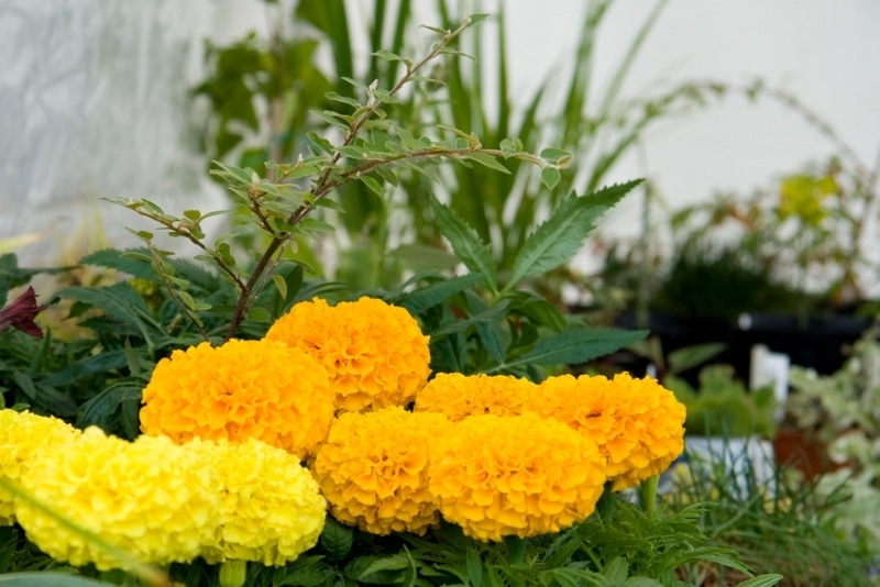 ../Images/20110709 114749 Plant stall.jpg